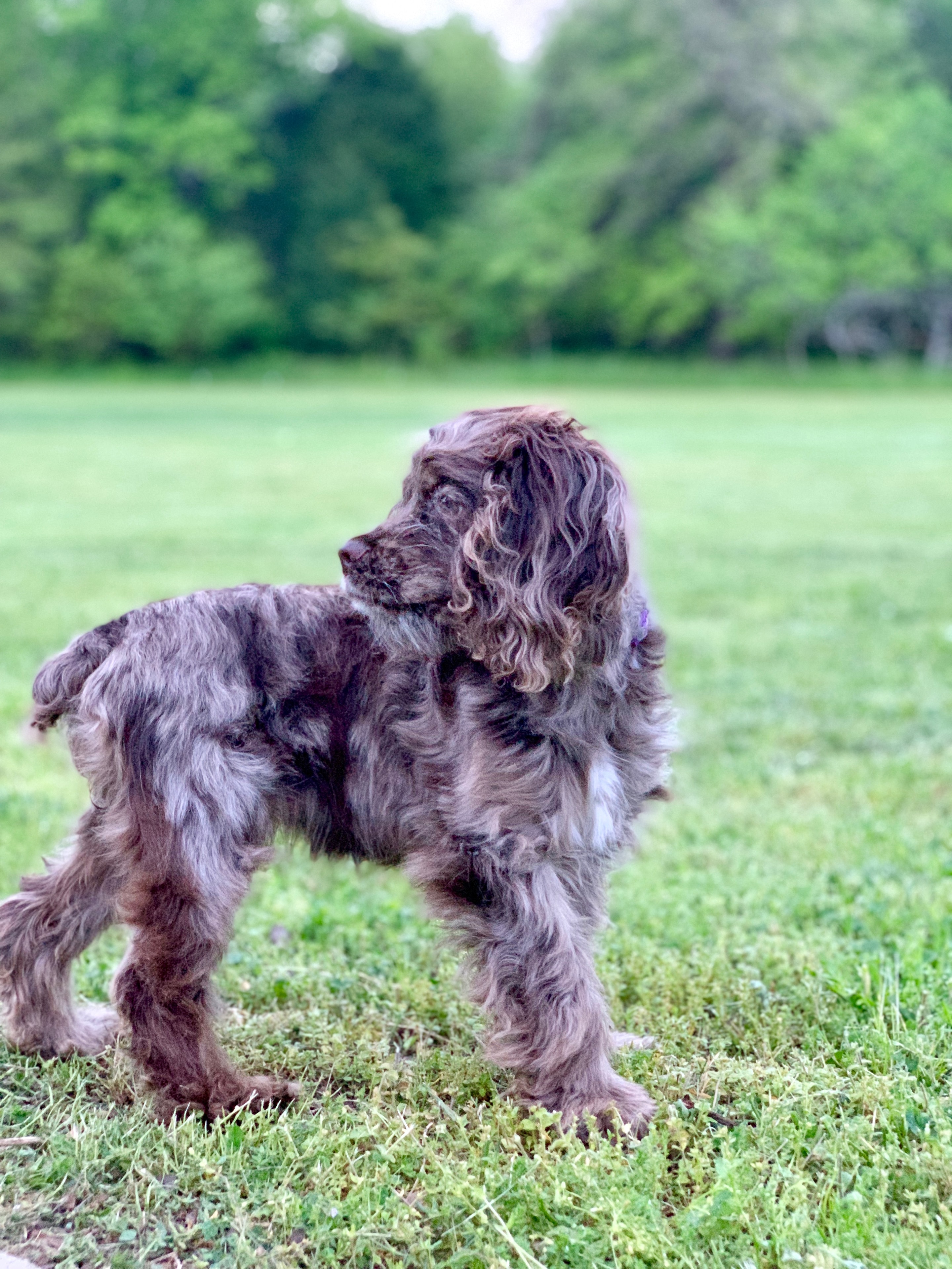 Cocker Spaniel