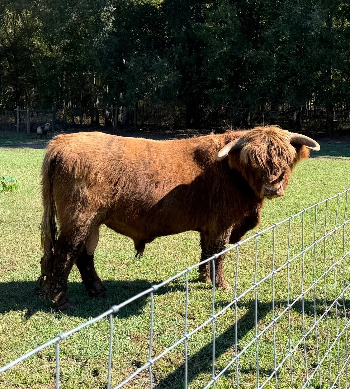 Highland Cattle
