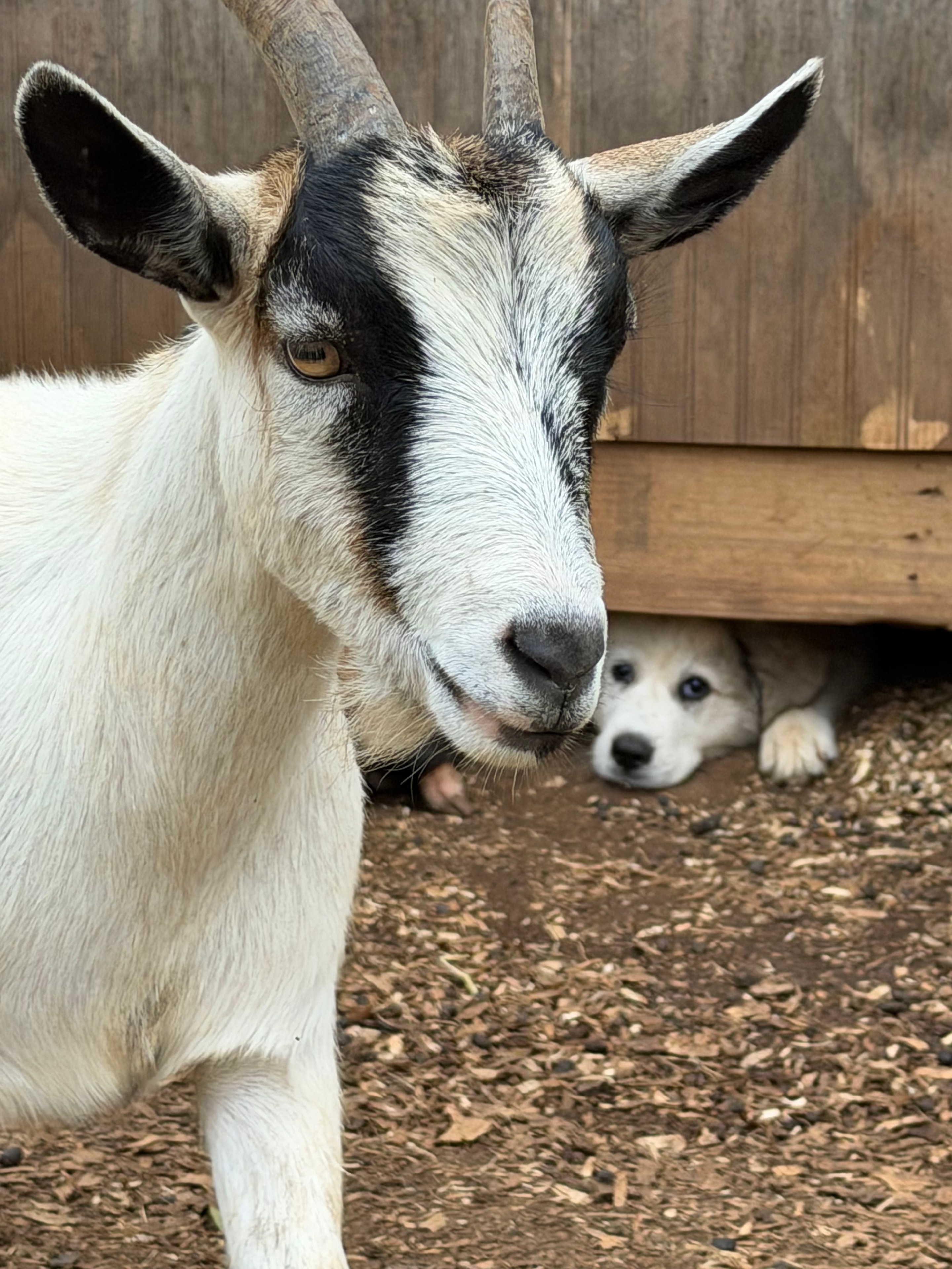 Pygmy Goats