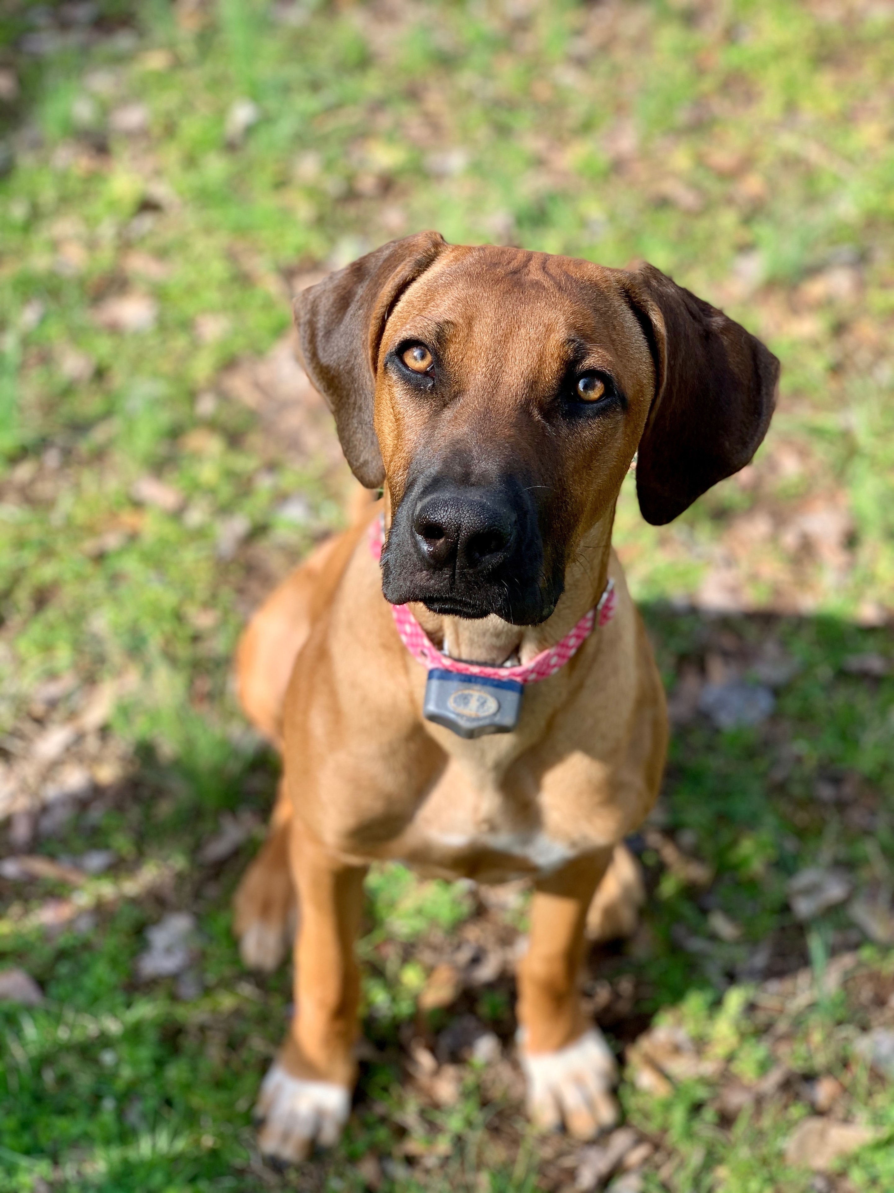 Rhodesian Ridgeback